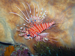 Pterois antennata - Antennen Feuerfisch