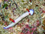 Hypselodoris bullocki