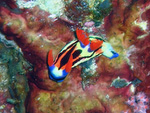 Nembrotha aurea
