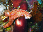 Ceratosoma trilobatum