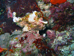 Antennarius maculatus - Warzen Anglerfisch