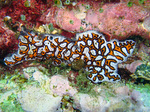 Ascidians - Botrylloides - Seescheide