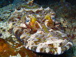 Cymbacephalus beauforti - Braunkopf Krokodilfisch