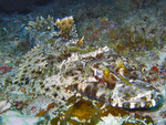 Cymbacephalus beauforti - Braunkopf Krokodilfisch