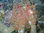 Astroboa ernae - Gorgonenhaupt