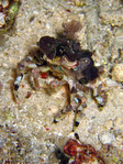 Cyclocoeloma tuberculata - Turberkel-Spinnenkrabbe