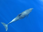 Tursiops truncatus - Großer Tümmler