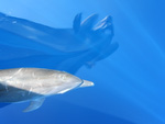 Tursiops truncatus - Großer Tümmler