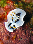 Chromodoris dianae