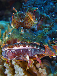 Scorpaenopsis oxycephala - Fransen Drachenkopf