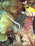 Panulirus versicolor - Schmuck-Languste
