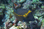 Ostracion meleagris
