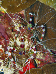Stenopus hispidus - Gebänderte Scherengarnele