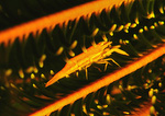 Periclimenes amboinensis - Haarstern Partnergarnele