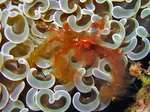 Achaeus japonicus - Orang-Utang Krabbe