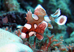 Plectorhinchus chaetodonoides - Harlequin Sweetlips