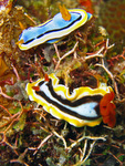 Chromodoris elisabethina