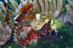 Scorpaenopsis oxycephala - Fransen Drachenkopf