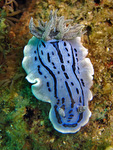 Chromodoris willani