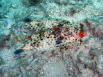 Dactylopterus volitans - Helm-Knurrhahn