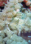 Periclimenes venustus - Pfeffer-und-Salz Partnergarnele