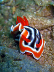 Chromodoris magnifica