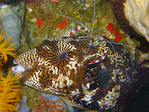 Stenopus hispidus - Gebänderte Scherengarnele