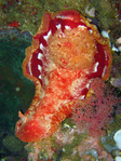 Hexabranchus sanguineus - Spanische Tänzerin