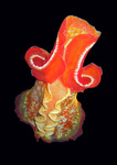 Hexabranchus sanguineus - Spanische Tänzerin