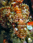 Scorpaenopsis oxycephala - Fransen Drachenkopf