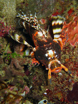 Dendrochirus biocellatus - Pfauenaugen Zwergfeuerfisch