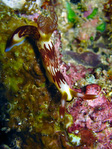 Nembrotha lineolata