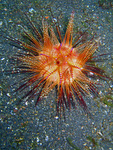 Astropyga radiata - Seeigel