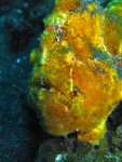 Antennarius commerson - Riesen-Anglerfisch