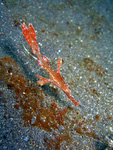 Solenostomus leptosomus - Zarter Geisterpfeifenfisch