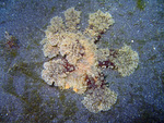Melibe viridis
