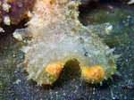Melibe viridis