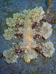 Melibe viridis
