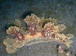 Melibe viridis