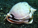 Phalium glaucum - Spitzkreiselschnecke