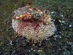 Toxopneustes pileolus - Giftzangen-Seeigel
