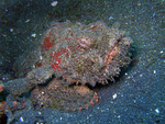 Scorpaenopsis diabolus - Falscher Steinfisch