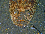 Uranoscopus sulphureus - Weissrand Himmelgucker