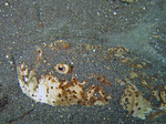 Uranoscopus sulphureus - Weissrand Himmelgucker