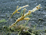Solenostomus leptosomus - Zarter Geisterpfeifenfisch