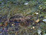 Dactylopus dactylopus - Fingered dragonet