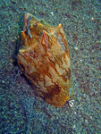 Cymbiola vespertilio - Variable Walzenschnecke