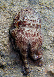 Octopus marginatus - Venen Tintenfisch