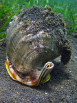 Cassis cornuta - Sturmhaube, Helmschnecke