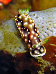 Chromodoris geometrica